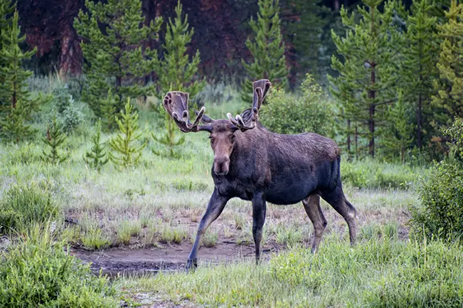 Moose Bull along the Colorado River in Rocky Mountain National Park on Estes Park Tour